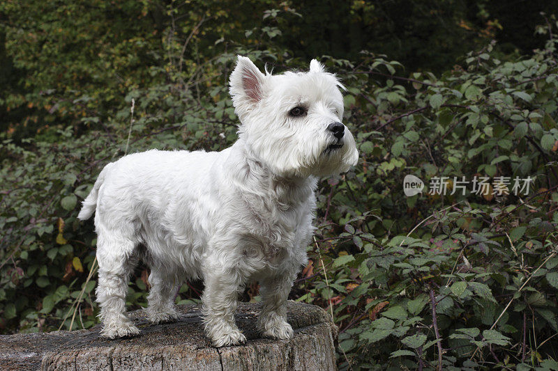 Beno the Westie看起来很好斗